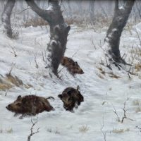 Wild Boars in Winter Forest