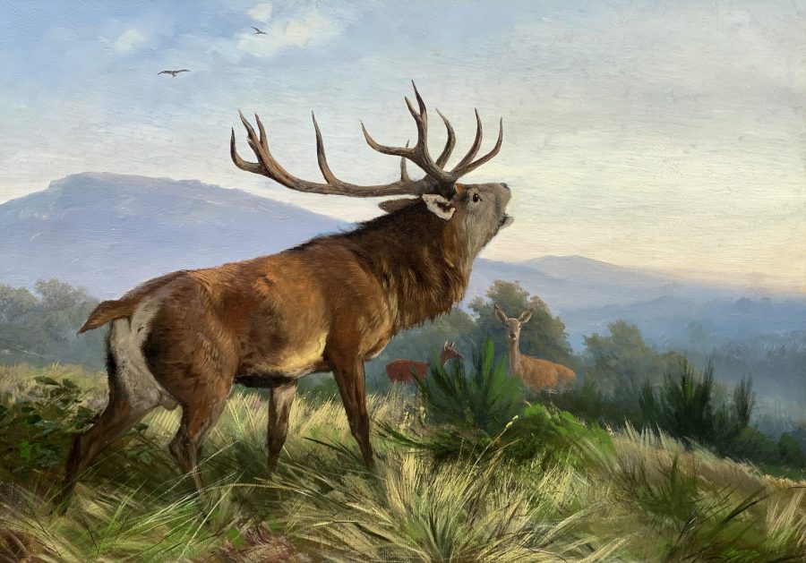 Roaring Deer Stag