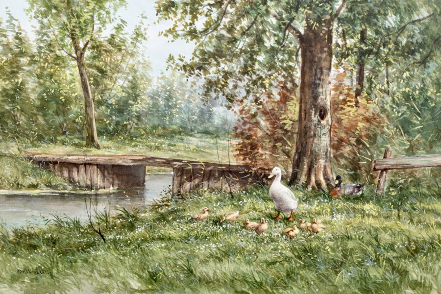 Family of Ducks along a brook