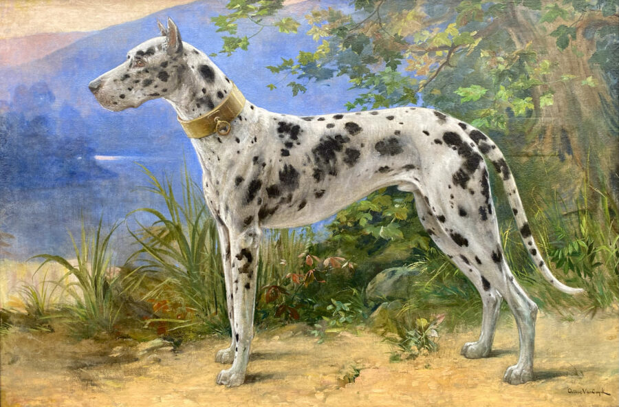 Portrait of a Great Dane - Harlequin