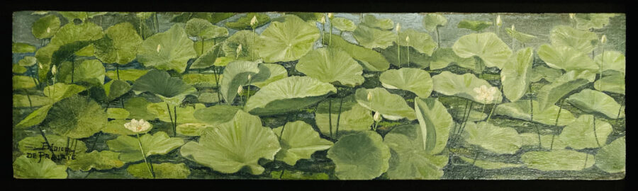 Aquatic Plant
