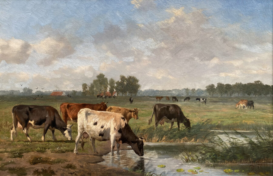 Cows in Pond